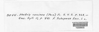 Neonectria coccinea image